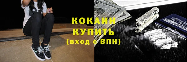 сатива Новозыбков